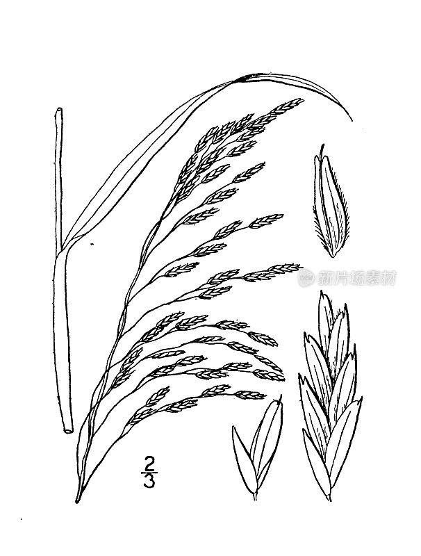 古植物学植物插图:Sieglingia seslerioides，高大的红顶